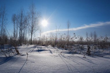 Kış karlı manzarası. Beyaz huş ağaçları, açık mavi gökyüzüne karşı kırağı kaplamış parlak güneş tarafından aydınlatılmış..