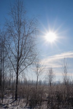 Kış karlı manzarası. Beyaz huş ağaçları, açık mavi gökyüzüne karşı kırağı kaplamış parlak güneş tarafından aydınlatılmış..