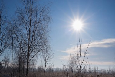 Kış karlı manzarası. Beyaz huş ağaçları, açık mavi gökyüzüne karşı kırağı kaplamış parlak güneş tarafından aydınlatılmış..