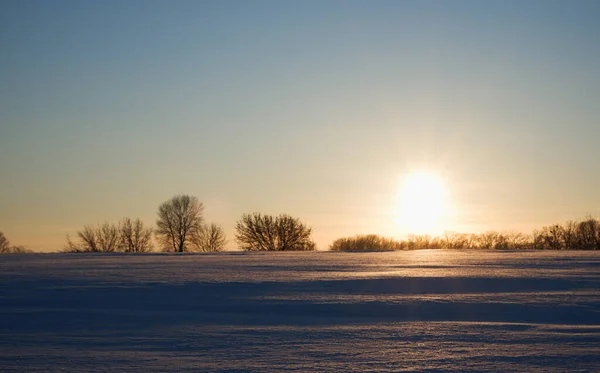 Winter sunset. Landscape, snow-covered field in the rays of sunset with frozen trees on the horizon in backlight.