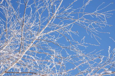 Kış sahnesi. Mavi tonlarda arka plan. Beyaz huş ağacının dalları açık mavi gökyüzünün zeminine karşı kıpkırmızı parlak güneş tarafından aydınlatılır..