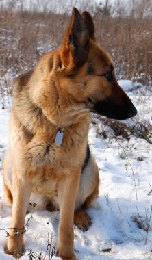Alman çoban köpeği bir tarlada beyaz kar üzerinde oturuyor..