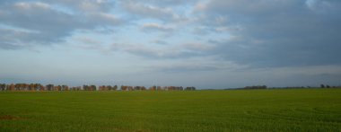 Doğal arka plan. Yeşil yosun dokusu, yüzeysel alan derinliği ile yakın plan. Güneş ışığı.