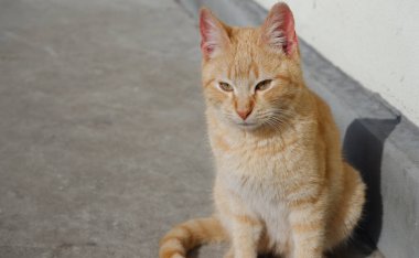 Kızıl kedi ilk bahar güneşinin tadını çıkarıyor..