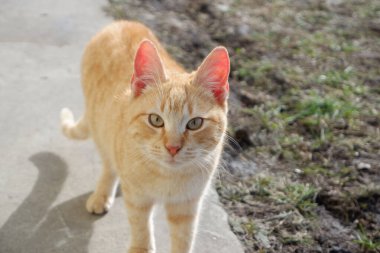 Kızıl kedi ilk bahar güneşinin tadını çıkarıyor..