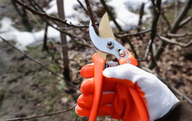 Baharın başında bahçeyi budamak. Eldivenin içindeki bir el, bir elma ağacının dallarını budama makinesiyle keser. Bahçedeki meyve ağaçlarıyla ilgilenmek..