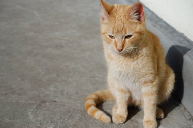 Kızıl kedi ilk bahar güneşinin tadını çıkarıyor..