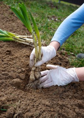 İlkbaharda nergis çiçeği fideleri ekiyorum. Bahçede bahar işi yapan bir kadın. Bitkilere ve ellere yakın çekim.