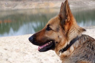 Alman çoban köpeği profilinde gölün kumlu sahiline yakın çekim yapıyor. Baharda evcil hayvanınla yürüyorsun..