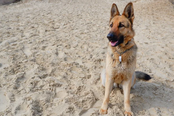 Alman Çoban Köpeği Baharda Göl Kıyısında Oturur Evcil Bir Hayvanla — Stok fotoğraf