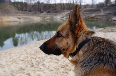 Alman çoban köpeği profilinde gölün kumlu sahiline yakın çekim yapıyor. Baharda evcil hayvanınla yürüyorsun..
