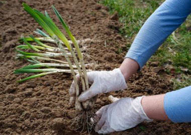 İlkbaharda nergis çiçeği fideleri ekiyorum. Bahçede bahar işi yapan bir kadın. Bitkilere ve ellere yakın çekim.