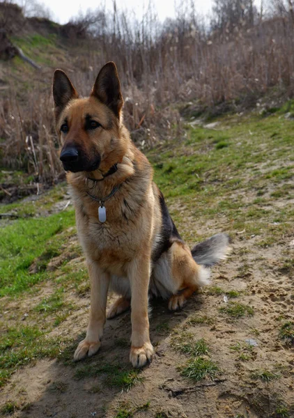 Alman Çoban Köpeği Baharda Göl Kıyısında Oturur Evcil Bir Hayvanla — Stok fotoğraf