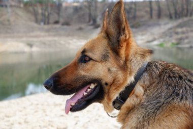 Alman çoban köpeği profilinde gölün kumlu sahiline yakın çekim yapıyor. Baharda evcil hayvanınla yürüyorsun..