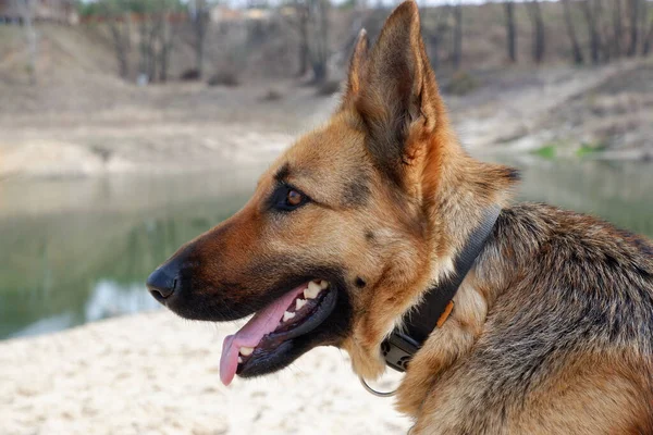 Alman çoban köpeği profilinde gölün kumlu sahiline yakın çekim yapıyor. Baharda evcil hayvanınla yürüyorsun..