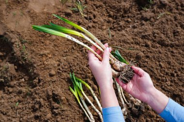 İlkbaharda nergis çiçeği fideleri ekiyorum. Bahçede bahar işi yapan bir kadın. Bitkilere ve ellere yakın çekim.