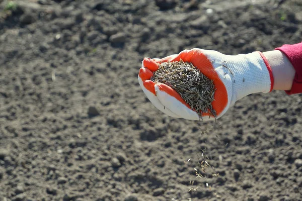 Gräsmattan Våren Kvinnlig Hand Handske Håller Frön Gräsmatta Gräs Mot — Stockfoto