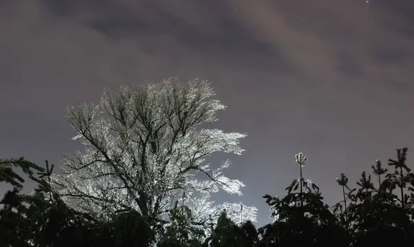 漫漫长夜风景 被冰覆盖的大木头 背光下树枝上结冰的雨 — 图库照片