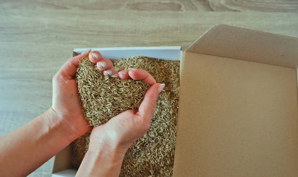 Vrouwelijke Handen Nemen Graszaden Uit Een Kartonnen Verzenddoos Voorbereiden Het — Stockfoto