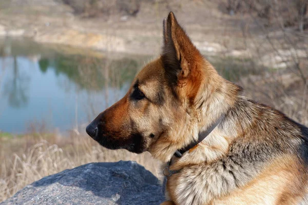 Bir Alman Çoban Köpeği Baharın Başlarında Büyük Bir Granit Kayanın — Stok fotoğraf