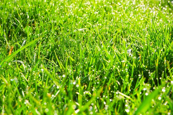 緑の草 クローズアップ 自然な背景 明るい太陽の光の中で露が落ちる緑 ジューシーな草 背景がぼやけている — ストック写真