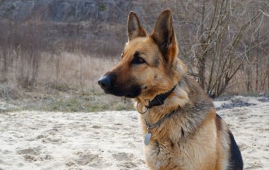 Alman çoban köpeği baharın başlarında gölün kumlu sahilinde oturur. Evcil hayvanınla yürüyorsun..