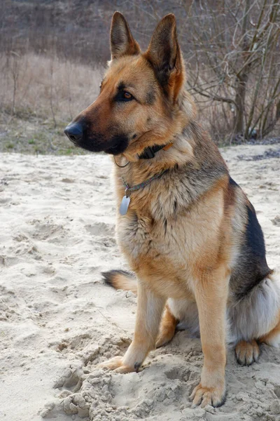 ドイツの羊飼いの犬は 早春に湖の砂浜に座っています ペットと一緒に歩く — ストック写真