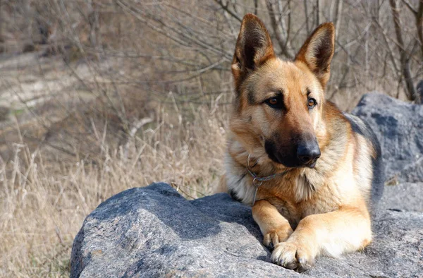 Bir Alman Çoban Köpeği Baharın Başlarında Büyük Bir Granit Kayanın — Stok fotoğraf