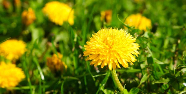 芝生の上には鮮やかな黄色の春のタンポポが咲きます ジューシーな緑の草 黄色の野の花 明るい日差し 背景がぼやけている スペースのコピー — ストック写真
