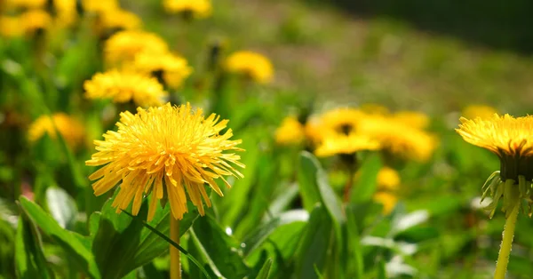 明亮的黄色春天蒲公英在草坪上绽放 多汁的绿草 黄色的野花 明亮的阳光 模糊的背景 复制空间 — 图库照片