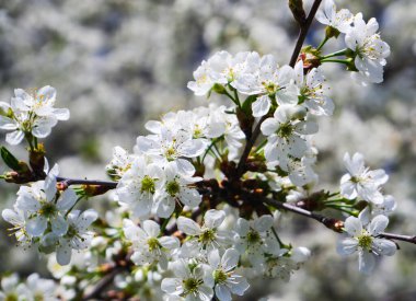 Çiçek açan kiraz. Kiraz ağacının narin beyaz çiçekleri. Çiçeklerin bulanık arkaplanı ve mavi gökyüzü.