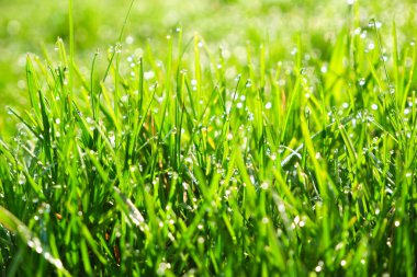 Yeşil çimenler, yakın plan. Doğal arka plan. Parlak güneş ışınlarında çiğ damlaları olan yeşil, sulu çimenler, bulanık arkaplan.