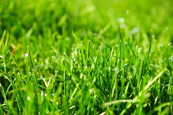 Green Grass Close Natural Background Green Juicy Grass Dew Drops — Stock Photo, Image