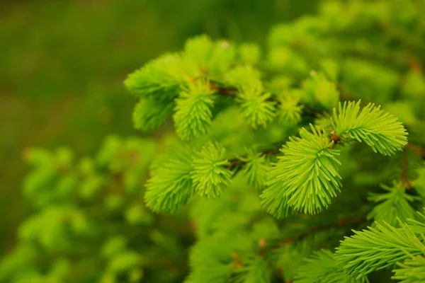 Joven Jugoso Brotes Verdes Primer Plano Árbol Coníferas Abeto Siempreverde —  Fotos de Stock