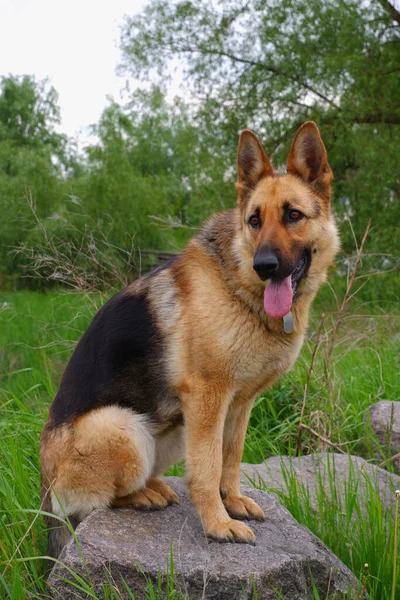 Yürüyüşe Çıkan Alman Çoban Köpeği Köpek Yeşil Çimlerin Arkasındaki Büyük — Stok fotoğraf