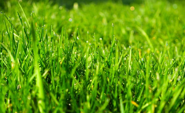 緑の草 クローズアップ 自然な背景 明るい太陽の光の中で露が落ちる緑 ジューシーな草 背景がぼやけている — ストック写真