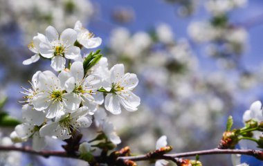 Çiçek açan kiraz. Kiraz ağacının narin beyaz çiçekleri. Çiçeklerin bulanık arkaplanı ve mavi gökyüzü.