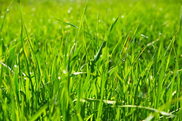 Groene Gras Close Natuurlijke Achtergrond Groen Sappig Gras Met Dauwdruppels — Stockfoto