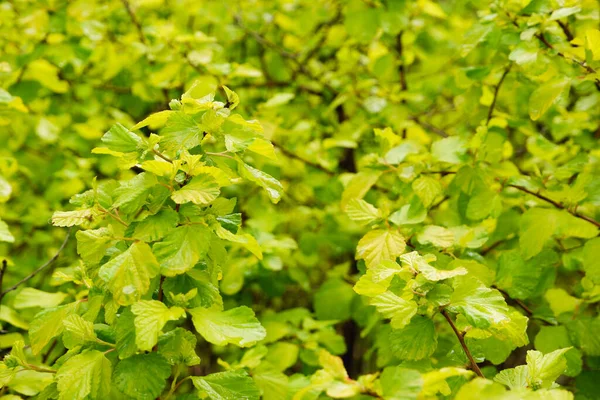 Fondo Follaje Hojas Frescas Verdes Brillantes Con Gotitas Agua Fondo —  Fotos de Stock