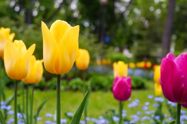 Gartenarbeit Gelbe Schöne Tulpen Blühen Einem Grünen Garten — Stockfoto