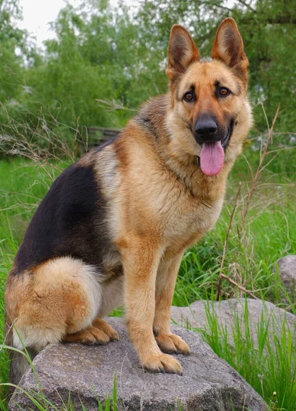 Yürüyüşe Çıkan Alman Çoban Köpeği Köpek Yeşil Çimlerin Arkasındaki Büyük — Stok fotoğraf