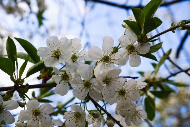 Çiçek açan kiraz. Kiraz ağacının narin beyaz çiçekleri. Çiçeklerin bulanık arkaplanı ve mavi gökyüzü.