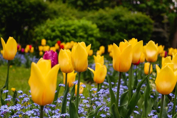 Gartenarbeit Gelbe Schöne Tulpen Blühen Einem Grünen Garten — Stockfoto