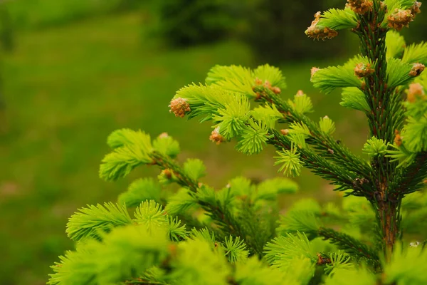 Young, juicy, green shoots on a coniferous tree close-up. The evergreen spruce tree grows in the spring. Narural background in green colors.