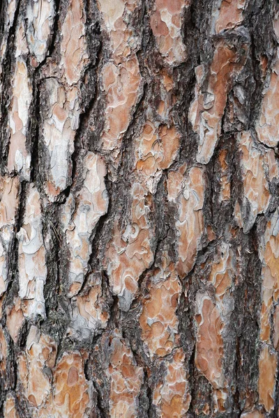 Textura Casca Pinheiro Fundo Natural Casca Árvore Marrom — Fotografia de Stock