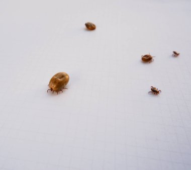 Acarus. Parazitler. Mite. Beyaz kağıt üzerinde yürüdükten sonra köpekten birkaç kene alınmış..