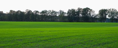 Baharda yeşil buğday tarlası. Parlak yeşil manzara. Ufuktaki çimen ve ağaç güneşin yayılmış ışığında