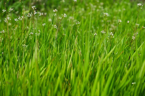 Natürlicher Hintergrund Grünes Saftig Ungemähtes Gras Frühling Grünes Gras Auf — Stockfoto