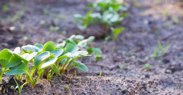 Radish Strzela Łóżek Zachodzie Słońca Zielone Liście Rzodkiewki Wyrosły Ziemi — Zdjęcie stockowe