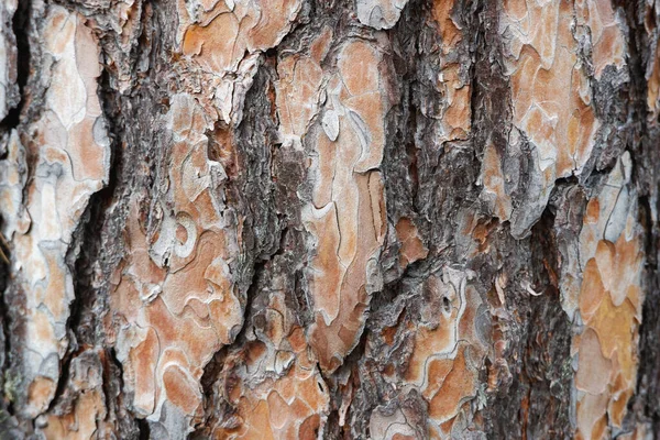 Textura Casca Pinheiro Fundo Natural Casca Árvore Marrom — Fotografia de Stock